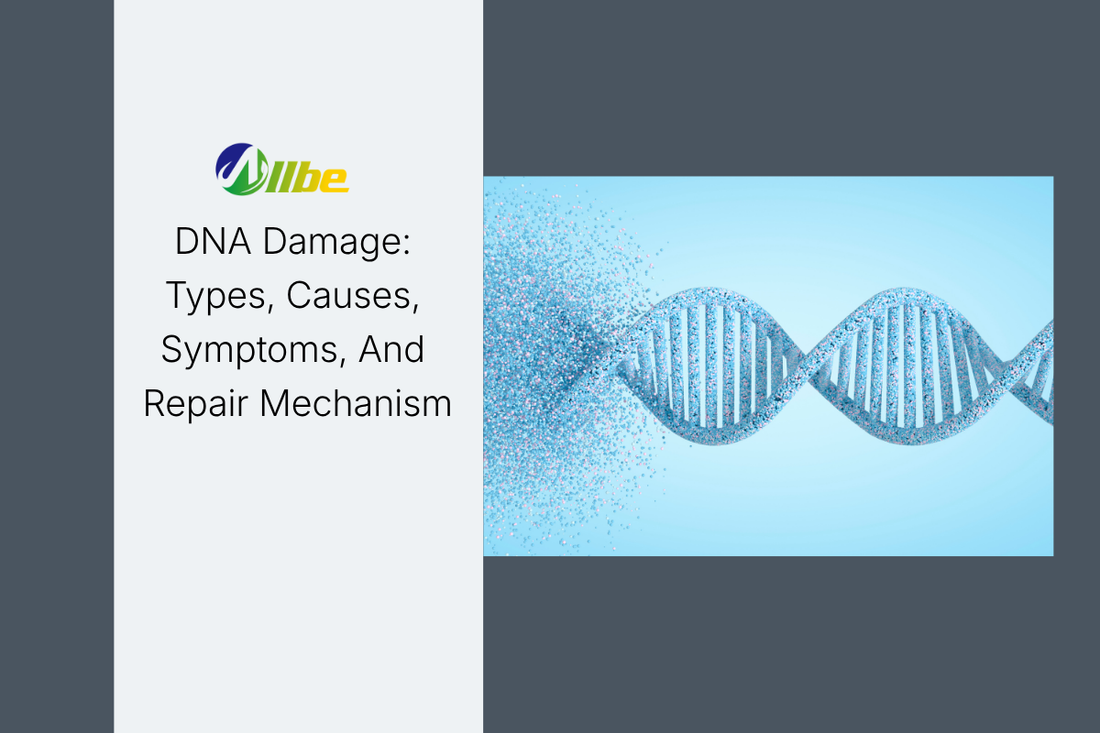 DNA Damage: Types, Causes, Symptoms, And Repair Mechanism