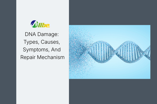 DNA Damage: Types, Causes, Symptoms, And Repair Mechanism
