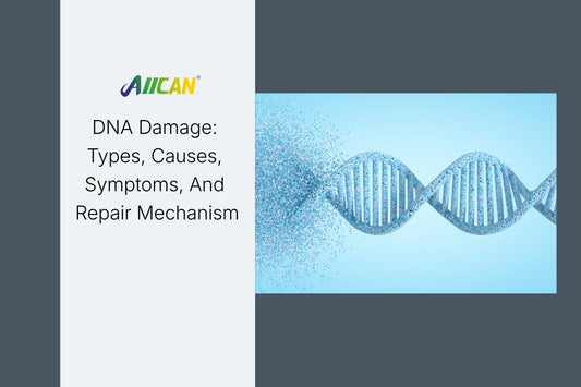 DNA Damage: Types, Causes, Symptoms, And Repair Mechanism
