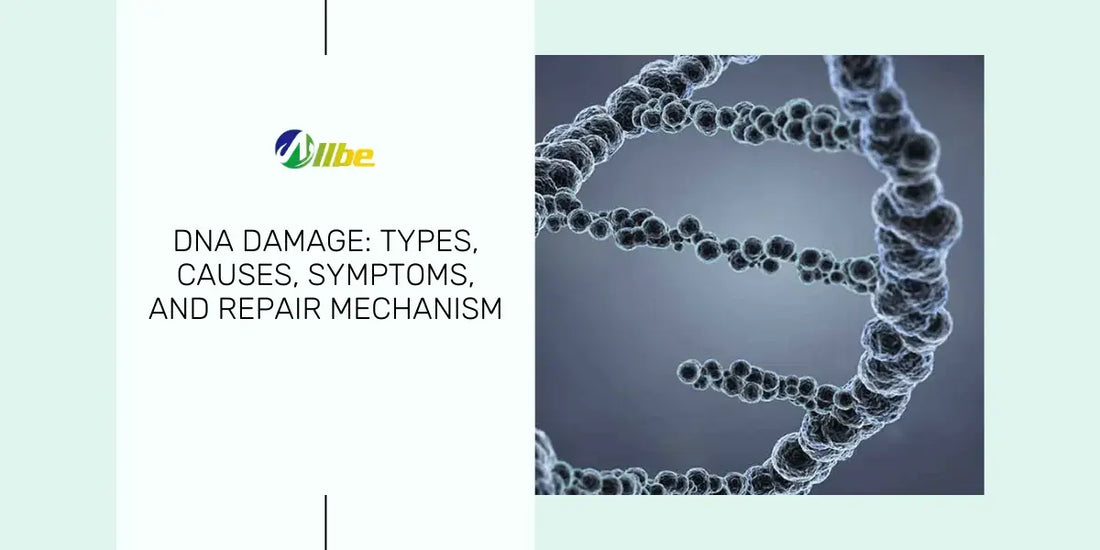 Illustration of DNA strand with a broken bond, representing DNA damage.